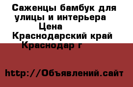 Саженцы бамбук для улицы и интерьера › Цена ­ 200 - Краснодарский край, Краснодар г.  »    